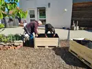 Die Hochbeete werden mit Erde befüllt