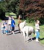 Mehrere Kinder machen eine Wanderung mit Lamas.
